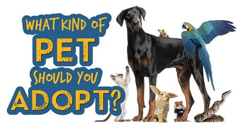 What Kind Of Pet Should You Adopt Quiz