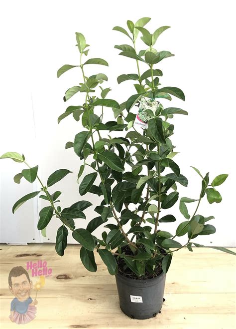 Viburnum Odoratissimum Sweet 12 Pot Hello Hello Plants