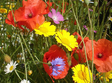 100 Native Cornfield Annual Seed Mix 5 Species Meadowmania Uk