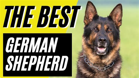 Gsd 7 Reasons Why The German Shepherd Is The Best Dog In The World