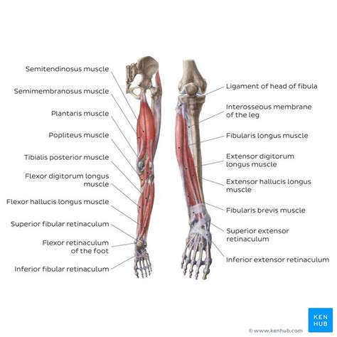 Muscles of the leg include muscles of the thigh and foot. Leg and knee anatomy | Anterior leg muscles, Leg muscles ...