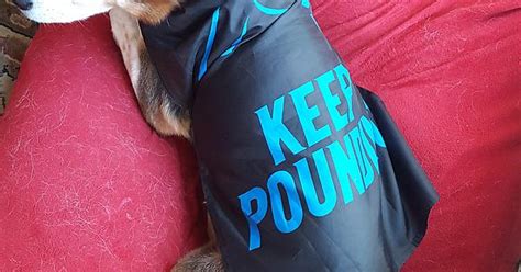 Buddy Is Ready For The Game Today Keep Pounding Imgur