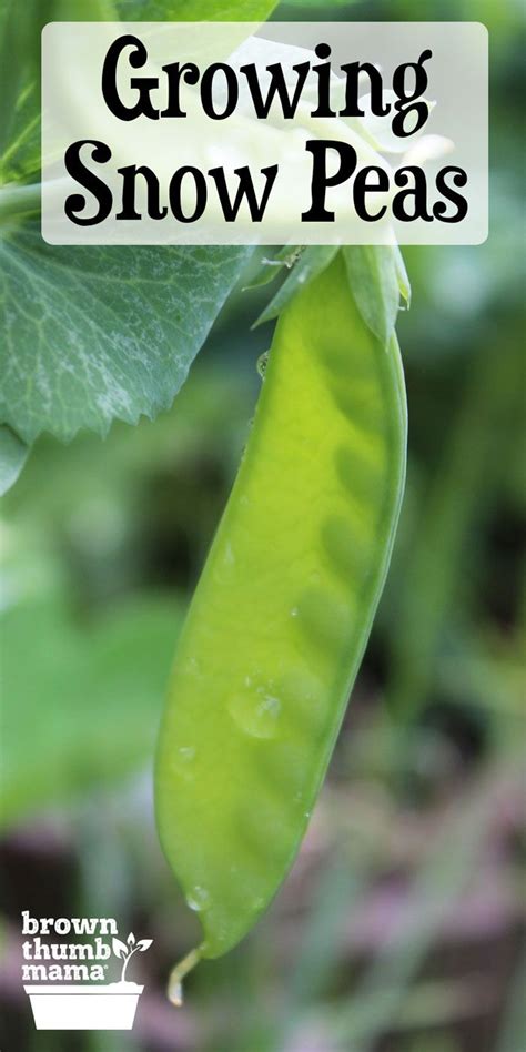 How To Plant And Grow Snow Peas In 2020 Growing Snow Peas Organic