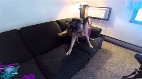 German Shepherd Dog Protecting Her Girl Youtube