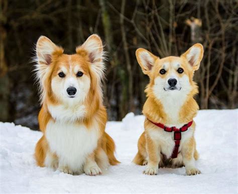 This Is A Fluffy Corgi Compared To One With A Regular Coat Fluffy