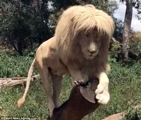 Comment down below if you really want to see a new episode! Lion's mane resembles Conservative MP Michael Fabricant ...