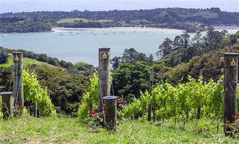 Waiheke Island Winery Tour And Wine Tasting Excursion From Auckland