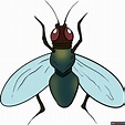 How to Draw a Fly - Really Easy Drawing Tutorial
