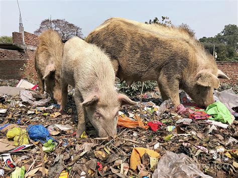 Pigs Foraging On A Rubbish Heap Photograph By Dr P Marazzi Science