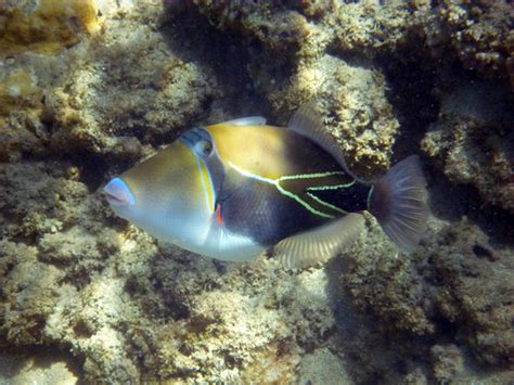Rectangular Triggerfish In Poipu Camera Panasonic Dmc Ft3 Flickr