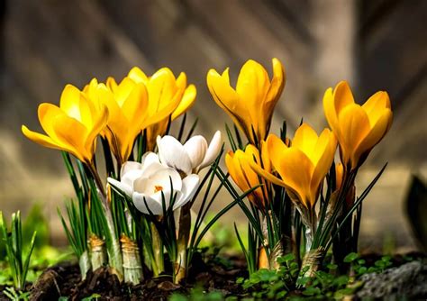 Colors Of Spring The Crocus Flowers Enduring Symbolic Meanings