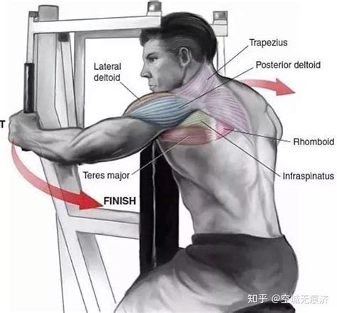 【运动康复知识24】肩关节肌肉💪→三角肌，斜方肌，背阔肌，大圆肌 知乎