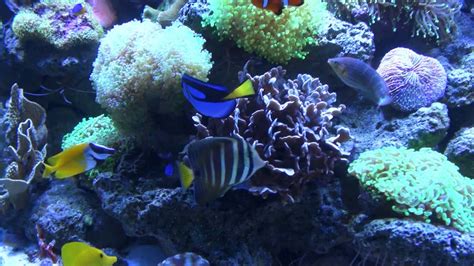 Exotic Saltwater Fish Tank 175 Gallon Aquarium Part 1 Youtube