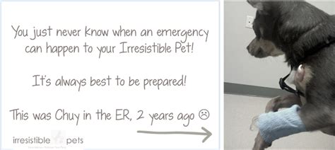 Diy Pet First Aid Kit Irresistible Pets