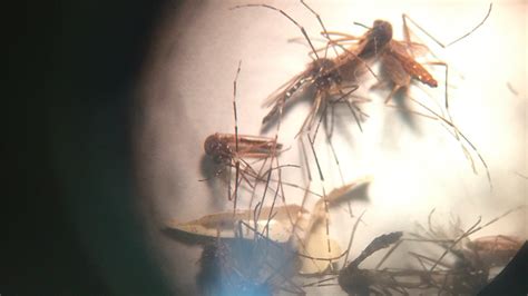 First Californian Contracts Zika Virus Through Sexual Contact Ktla