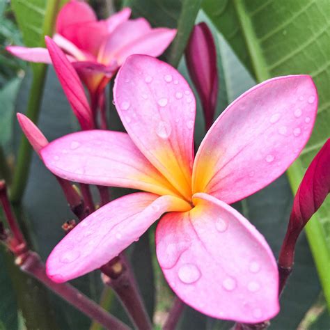 Plumeria Plant Pink Shades Potted Plants Easy To Grow Bulbs Plumeria