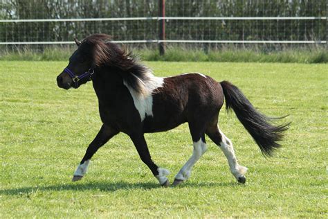 interesting facts  didnt    shetland pony horse spirit