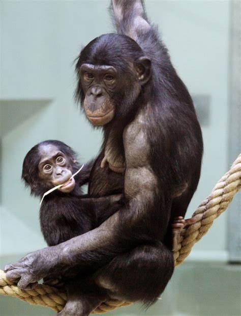 Mother Bonobo Chimps Get Very Involved In Their Sons Sex Life Metro News