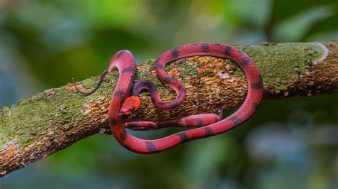 For decades, the chemotherapy drug doxorubicin has been part of the arsenal in treating patients with several forms of cancer, including breast cancer and leukemia. Pin on Snakes