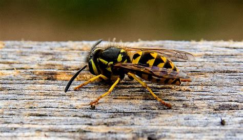 Navigate The Wrath Of Yellow Jackets — Aggressive Insects That Can Each Sting Multiple Times