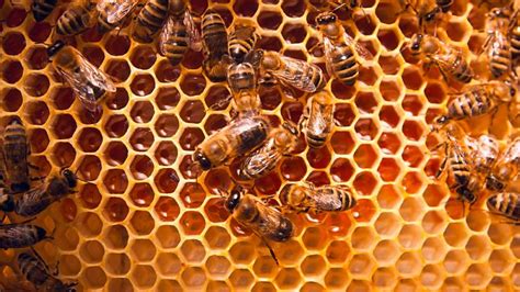 Struggling Beekeepers Undercut By Cheap Honey Imports Says New Report Euractiv