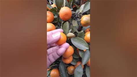 Sweet Kiat Kiat Shorts Fruits Satisfying Backyard Youtube