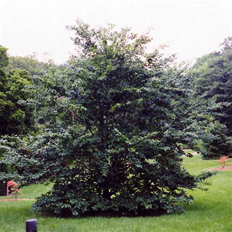 Trees Fagus Grandifolia 7 Gal