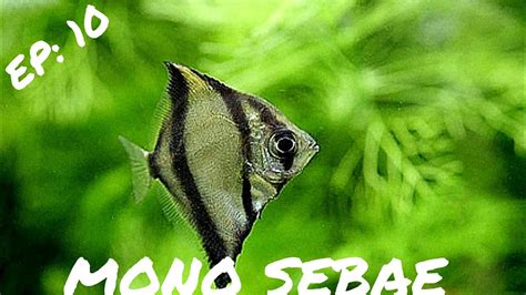 Intermediate Fish Mono Sebae Monodactylus Sebae Youtube