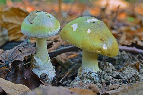 5 Poisonous And Deadly Mushrooms You Should Know
