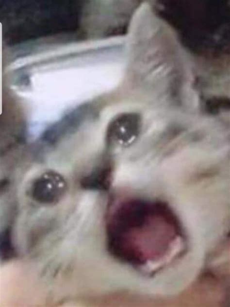 Crying Cat Meme Hd Meme Mania