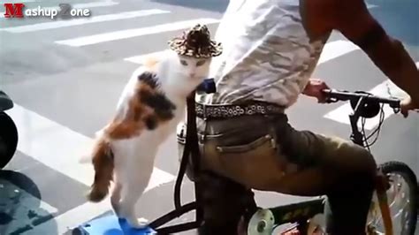 Funny Cats Acting Like Humans Compilation 2015 Youtube