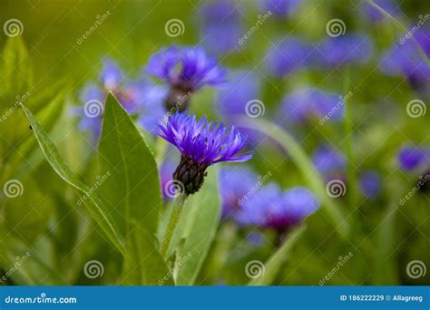 Blue Flowers Cornflowers In The Garden Cornflower In The Flowerbed