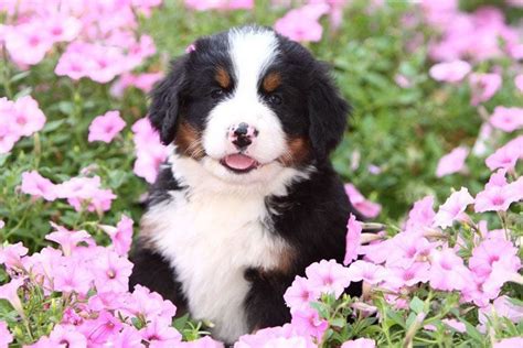 Female Puppy Names Unique And Cute Names For Your Girl