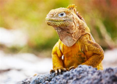 10 Animals Found Only In The Galapagos South America Tourism Office