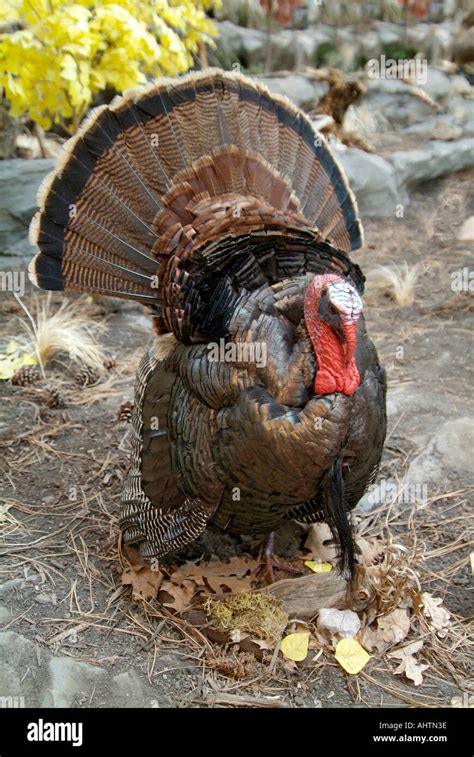 Merriams Male Wild Turkey Stock Photo Alamy