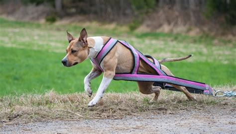 We get our ingredients from independent ranchers and farmers and all of our recipes are prepared in small batches to ensure freshness and quality. Top 10 Best Performance Dog Food in 2017 (active working ...