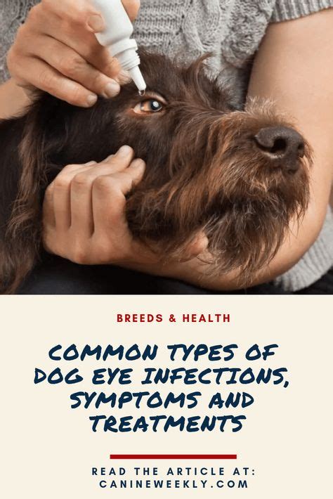 Dog Eye Infection Home Remedies Symptoms And Natural Treatments In