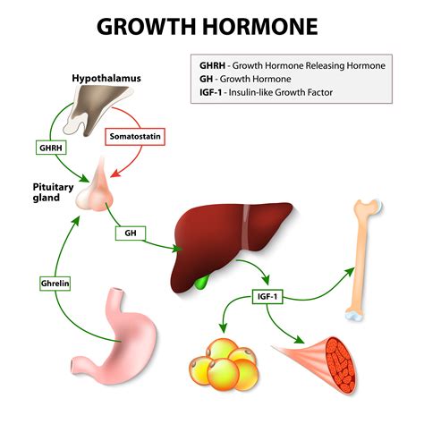 What Is Sermorelin GHRH The Facts You Need To Know