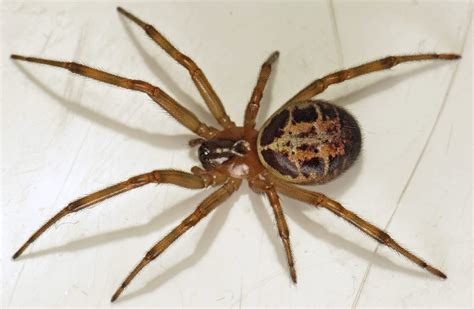 The Nhbs Guide To Uk Spider Identification