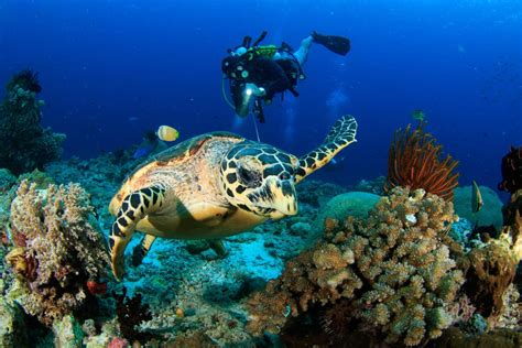 Перевод слова diving, американское и британское произношение, транскрипция, словосочетания, однокоренные слова, примеры использования. Scuba Diving in Oahu: A Magical Undersea Experience | Prince Waikiki