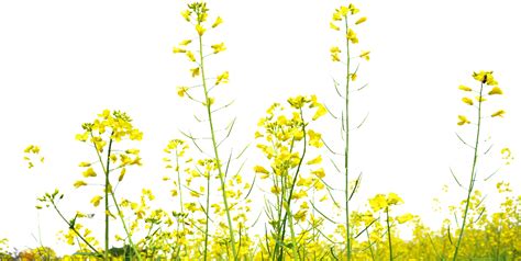 Download Rapeseed Flower Field Transparent Decoration Under Mustard