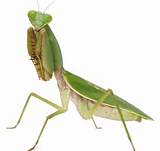Mantis Bed Bug Control