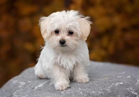 10 Best Small Dog Breeds That Dont Shed The Buzz Land
