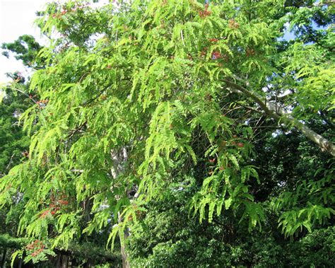 Small tropical tree with spreading branches and attractive flaking bark. Tropical Flowering Tree