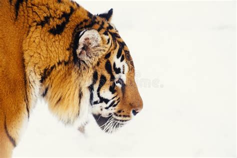 Siberian Tiger On Snow Stock Photo Image Of Animal 157068714