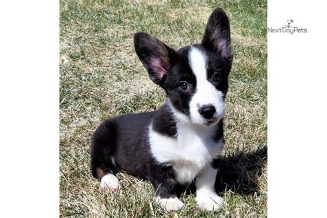 The hardest part of being a corgi puppy is staying awake. Colt: Corgi puppy for sale near Denver, Colorado. | b67e1160-8e41