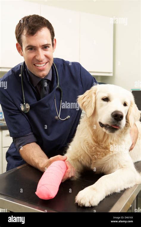 Male Veterinary Surgeon Treating Dog In Surgery Stock Photo Alamy
