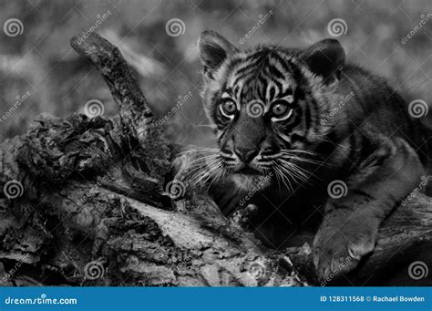 Black And White Tiger Cub Stock Photo Image Of Lion 128311568