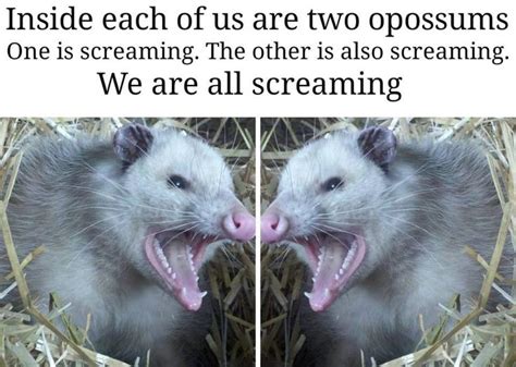 Screaming Possum Funny Animal Memes Opossum