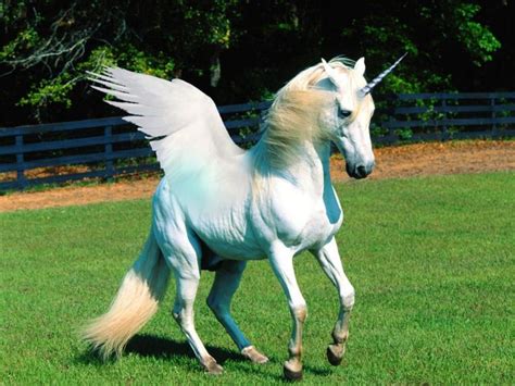 A White Unicorn With Wings Is Running In The Grass